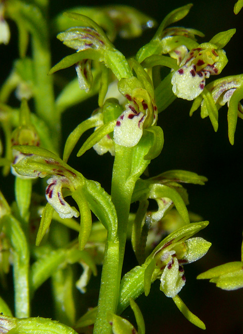 Tante, tantissime Corallorhiza trifida